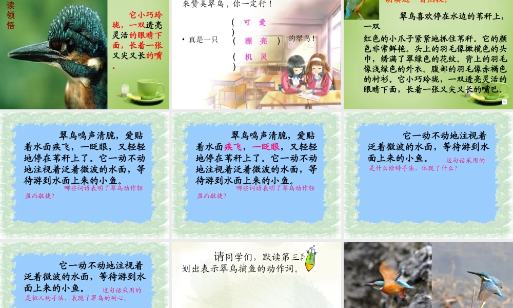 秋三年级语文上册《翠鸟》课件4 北师大版-北师大版小学三年级上册语文课件