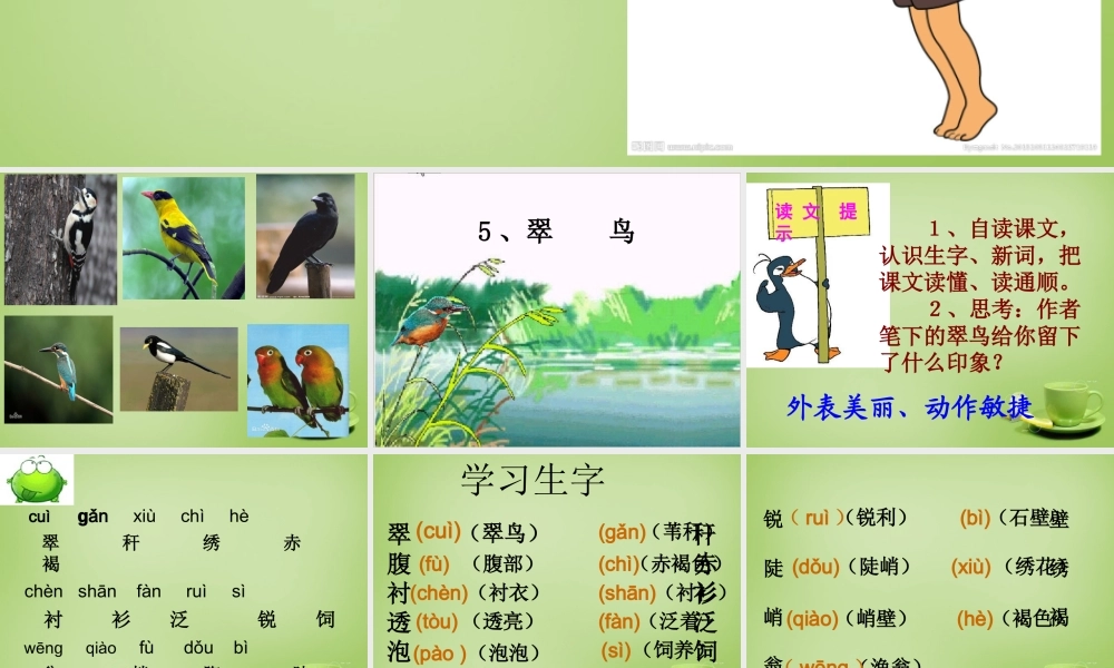 秋三年级语文上册《翠鸟》课件5 北师大版-北师大版小学三年级上册语文课件