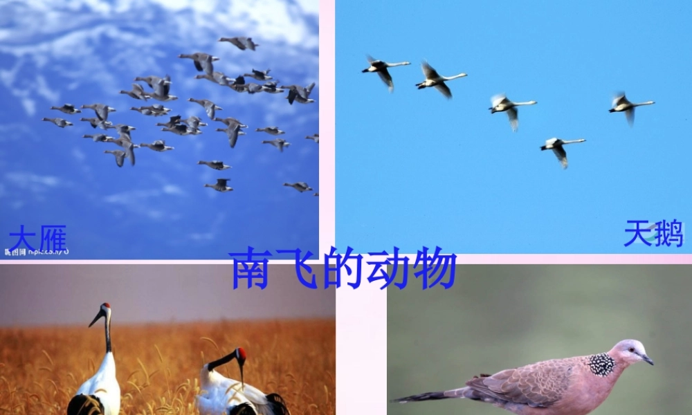 秋二年级语文上册《松鼠日记》课件1 北师大版-北师大版小学二年级上册语文课件