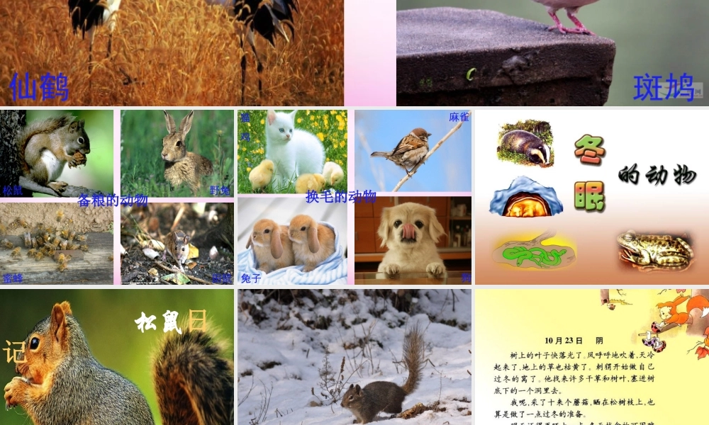 秋二年级语文上册《松鼠日记》课件1 北师大版-北师大版小学二年级上册语文课件