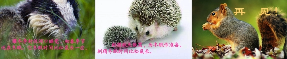 秋二年级语文上册《松鼠日记》课件1 北师大版-北师大版小学二年级上册语文课件