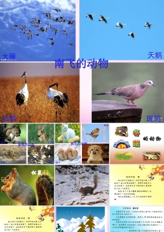 秋二年级语文上册《松鼠日记》课件1 北师大版-北师大版小学二年级上册语文课件