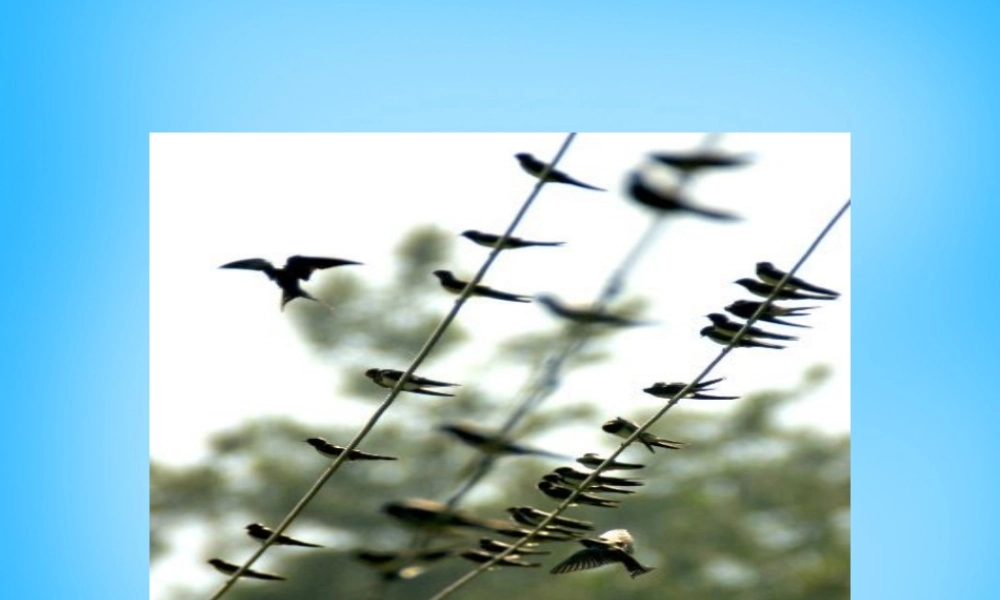 秋三年级语文上册《燕子专列》课件1 沪教版-沪教版小学三年级上册语文课件