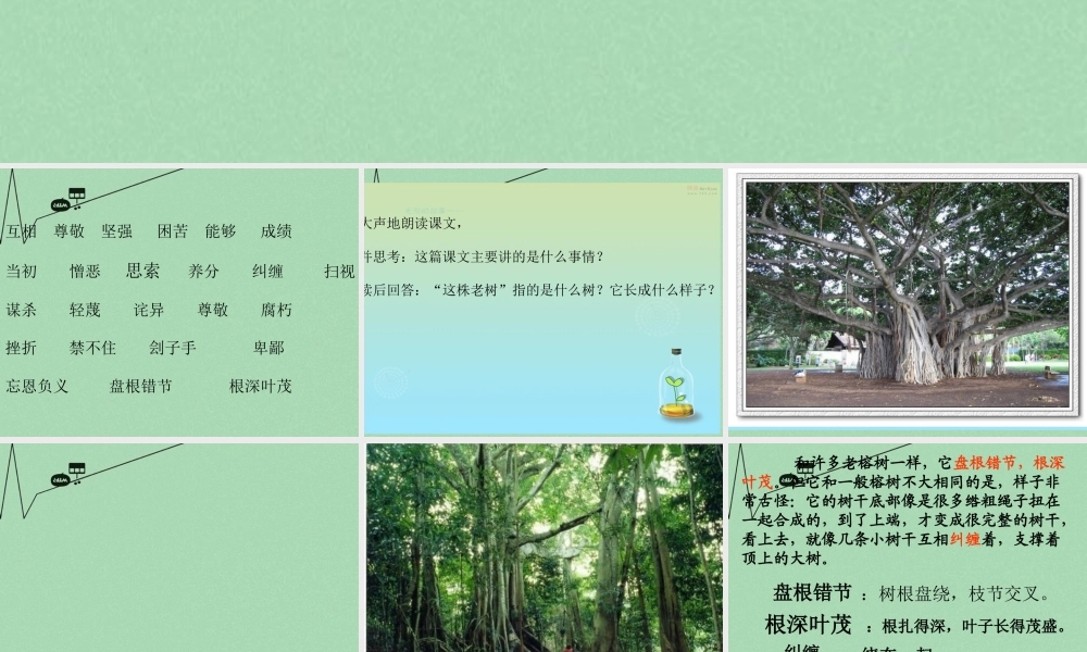 秋三年级语文上册《一株老树和两个怪人》课件2 冀教版-冀教版小学三年级上册语文课件