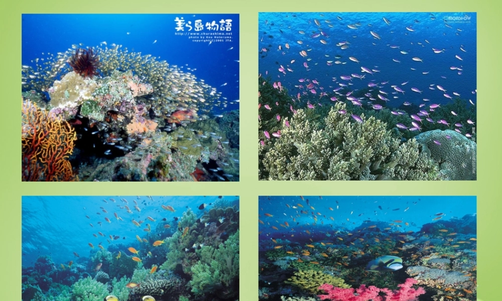 秋三年级语文上册《画里少了什么》课件3 北师大版-北师大版小学三年级上册语文课件