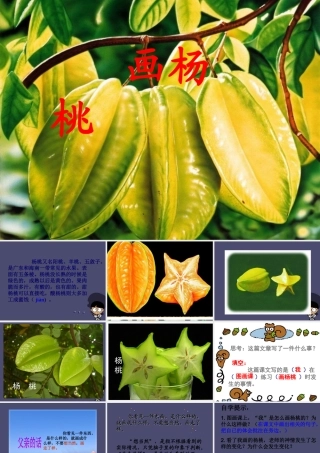 秋三年级语文上册《画杨桃》课件4 冀教版-冀教版小学三年级上册语文课件