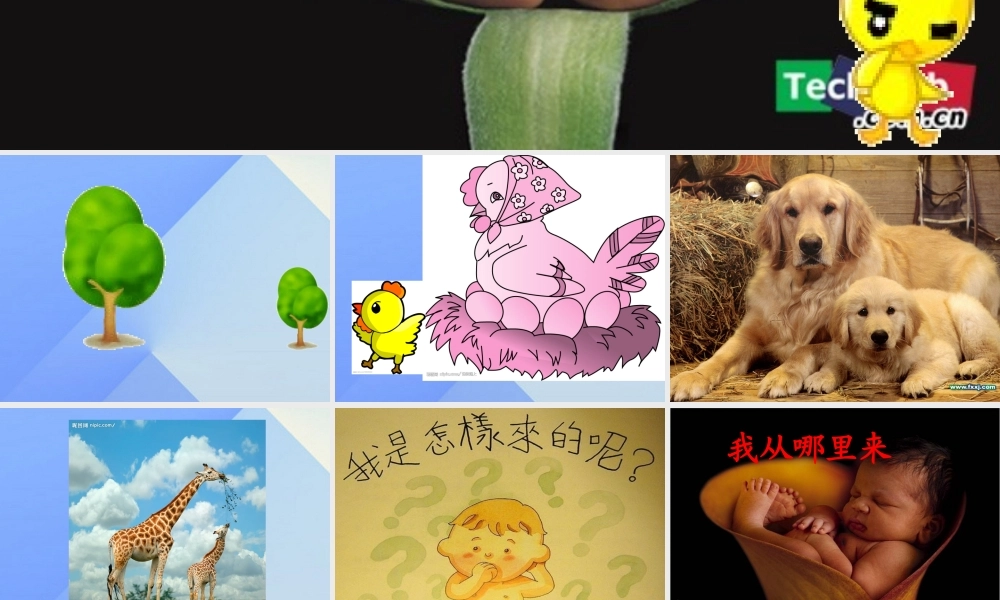 秋五年级科学上册 4.1《我从哪里来》课件3 大象版-大象版小学五年级上册自然科学课件