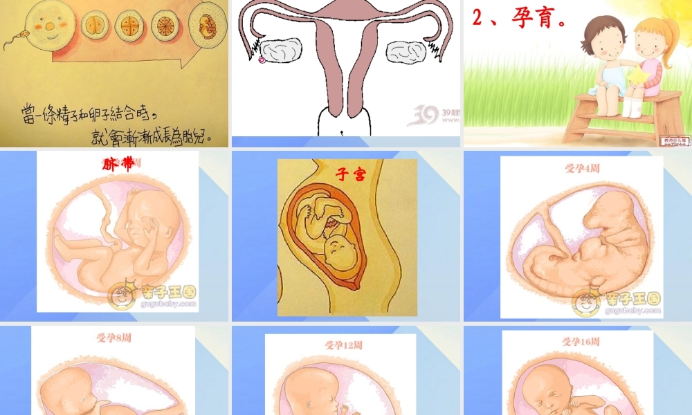 秋五年级科学上册 4.1《我从哪里来》课件3 大象版-大象版小学五年级上册自然科学课件