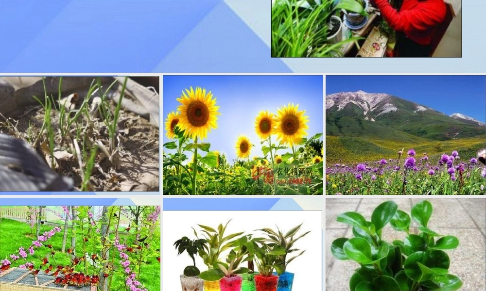 秋六年级科学上册 1.2《在实验中探秘》课件2 大象版-大象版小学六年级上册自然科学课件