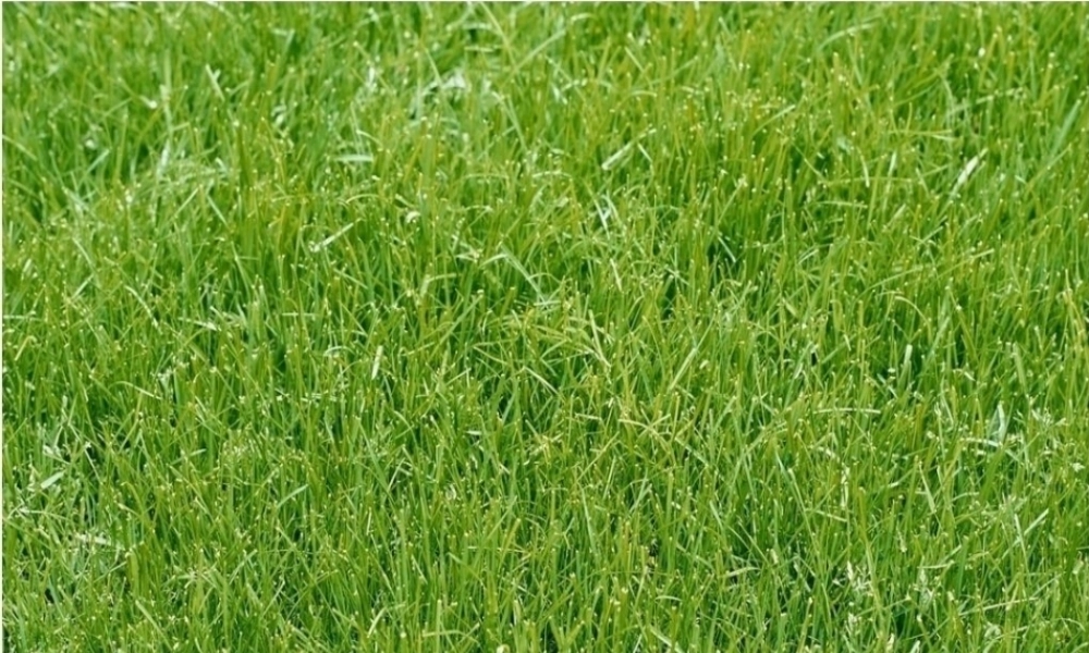 秋三年级语文上册《金色的草地》课件2 冀教版-冀教版小学三年级上册语文课件