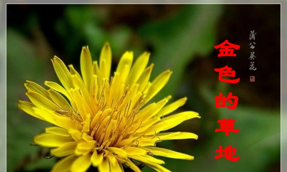 秋三年级语文上册《金色的草地》课件3 北师大版-北师大版小学三年级上册语文课件