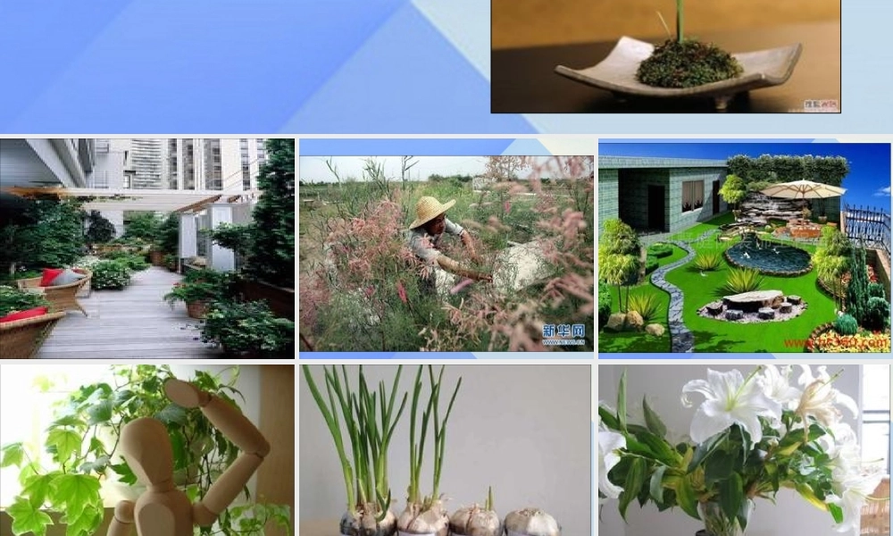 秋六年级科学上册 1.3《研究仍在继续》课件2 大象版-大象版小学六年级上册自然科学课件