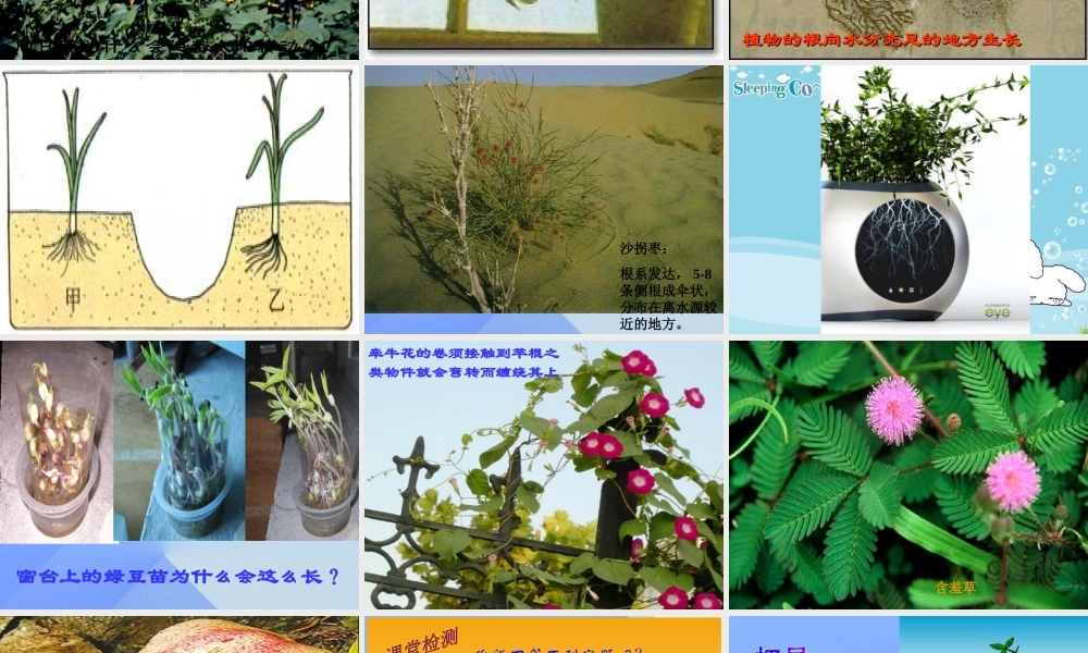 秋六年级科学上册 1.3《研究仍在继续》课件3 大象版-大象版小学六年级上册自然科学课件