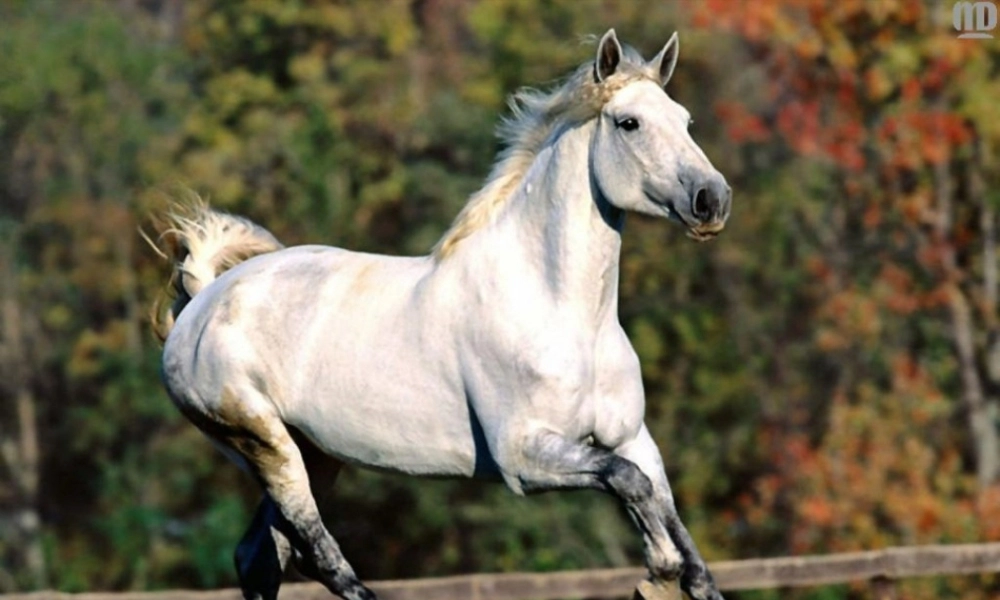 秋二年级语文上册《我是你的朋友》课件2 冀教版-冀教版小学二年级上册语文课件