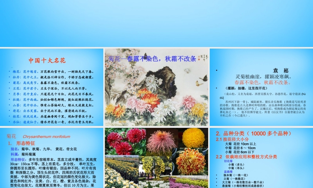 秋三年级语文上册《菊花》课件1 沪教版-沪教版小学三年级上册语文课件