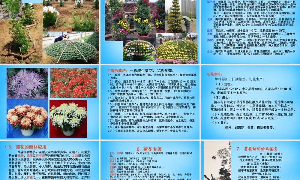 秋三年级语文上册《菊花》课件1 沪教版-沪教版小学三年级上册语文课件