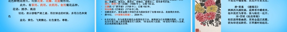 秋三年级语文上册《菊花》课件1 沪教版-沪教版小学三年级上册语文课件