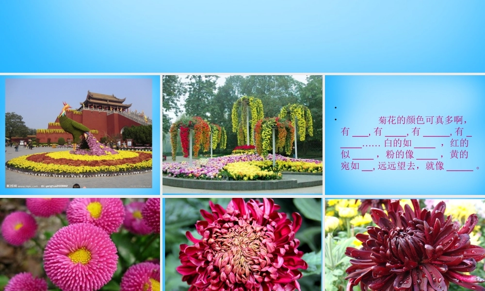 秋三年级语文上册《菊花》课件2 沪教版-沪教版小学三年级上册语文课件