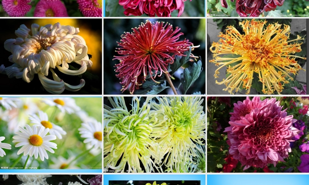 秋三年级语文上册《菊花》课件2 沪教版-沪教版小学三年级上册语文课件