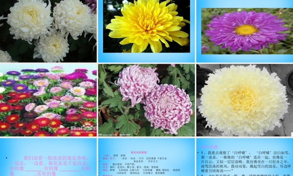 秋三年级语文上册《菊花》课件2 沪教版-沪教版小学三年级上册语文课件