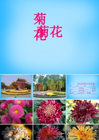 秋三年级语文上册《菊花》课件2 沪教版-沪教版小学三年级上册语文课件