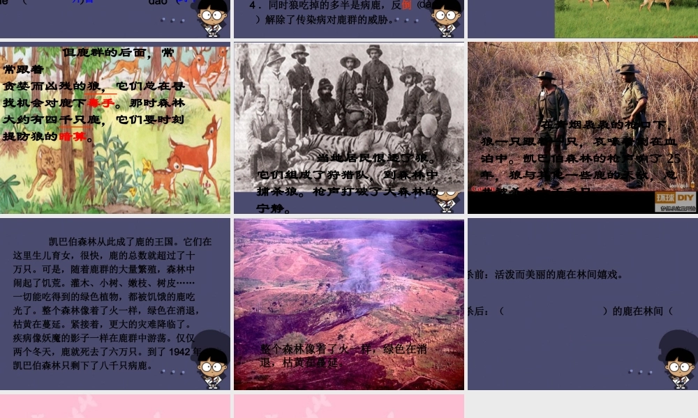 秋三年级语文上册《狼和鹿》课件2 冀教版-冀教版小学三年级上册语文课件