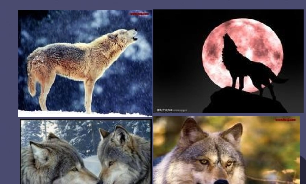 秋三年级语文上册《狼和鹿》课件3 冀教版-冀教版小学三年级上册语文课件