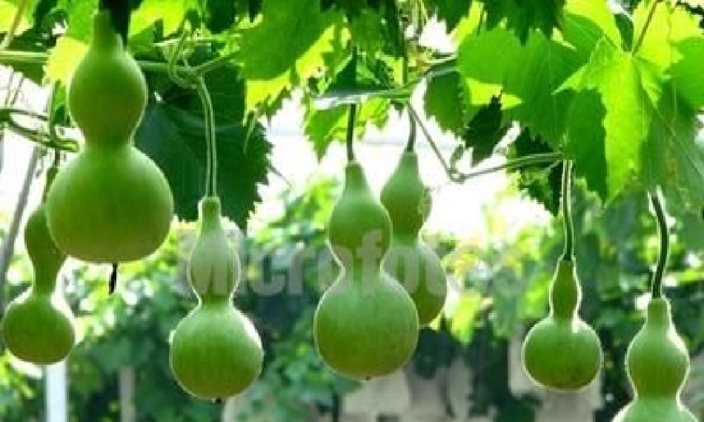 秋二年级语文上册《我要的是葫芦》课件3 冀教版-冀教版小学二年级上册语文课件