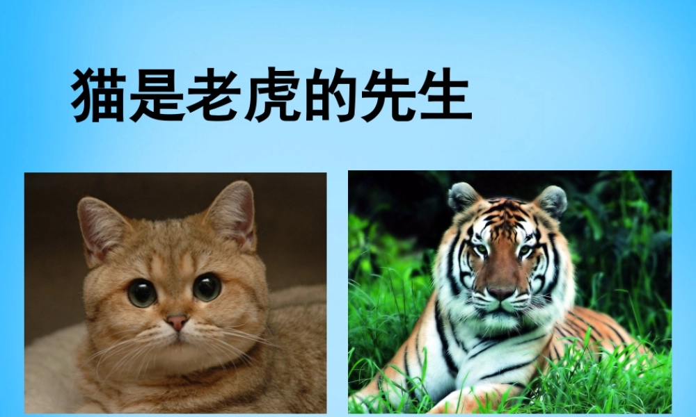 秋三年级语文上册《猫是老虎的先生》课件3 沪教版-沪教版小学三年级上册语文课件