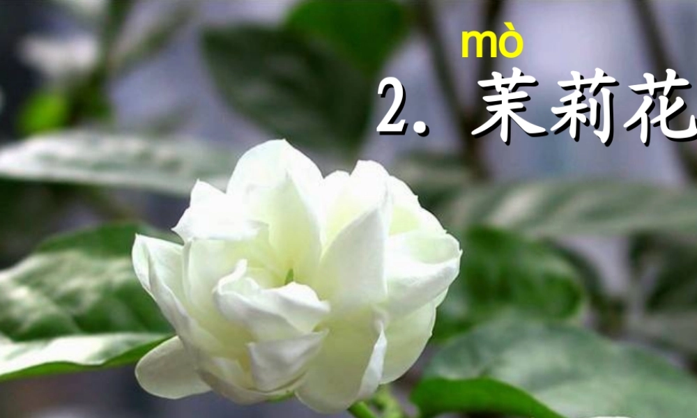 秋三年级语文上册《茉莉花》课件1 沪教版-沪教版小学三年级上册语文课件