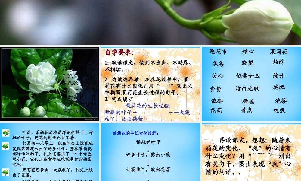 秋三年级语文上册《茉莉花》课件1 沪教版-沪教版小学三年级上册语文课件