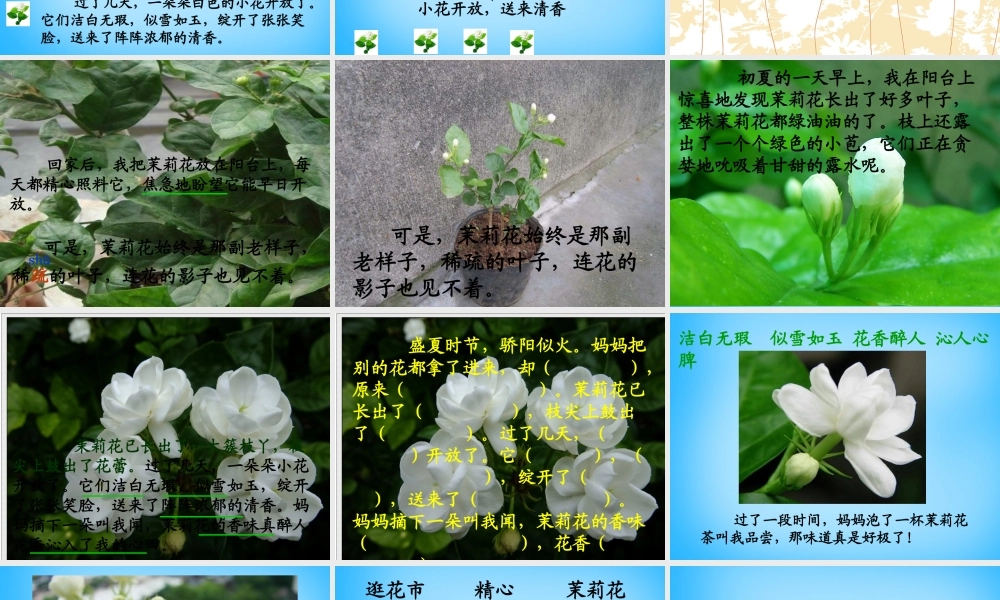 秋三年级语文上册《茉莉花》课件1 沪教版-沪教版小学三年级上册语文课件