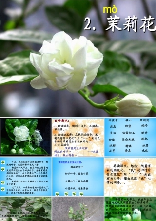 秋三年级语文上册《茉莉花》课件1 沪教版-沪教版小学三年级上册语文课件