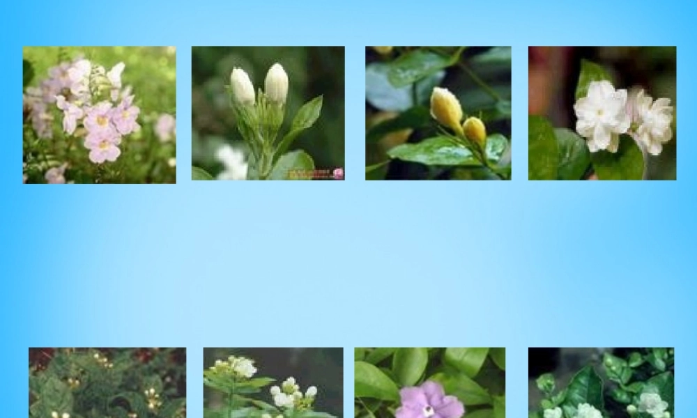 秋三年级语文上册《茉莉花》课件2 沪教版-沪教版小学三年级上册语文课件