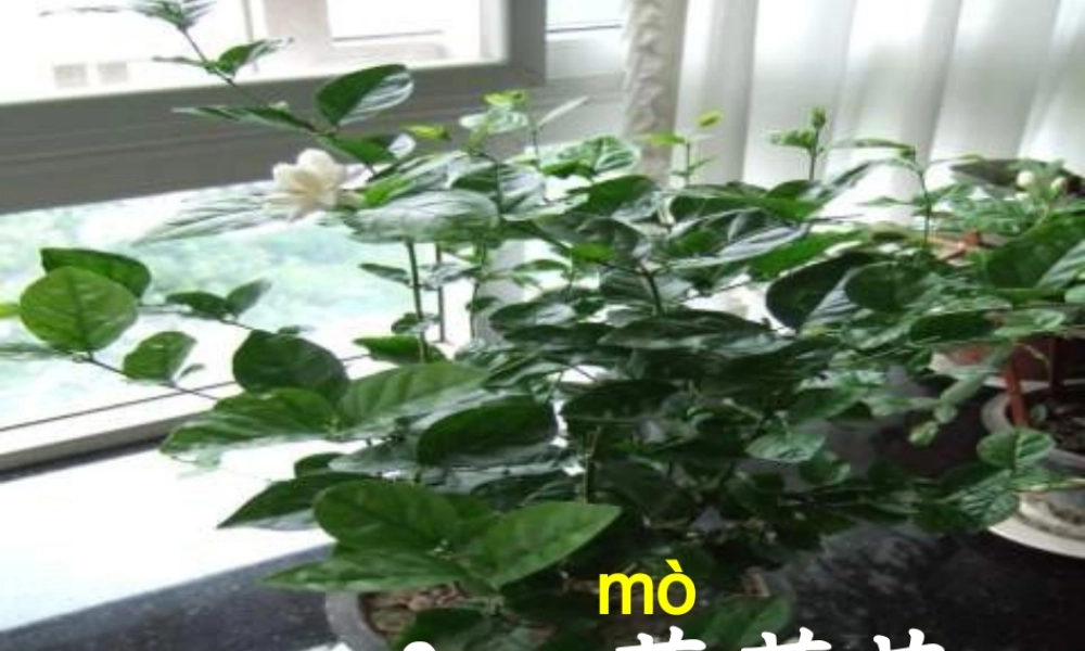 秋三年级语文上册《茉莉花》课件3 沪教版-沪教版小学三年级上册语文课件