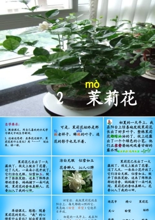 秋三年级语文上册《茉莉花》课件3 沪教版-沪教版小学三年级上册语文课件