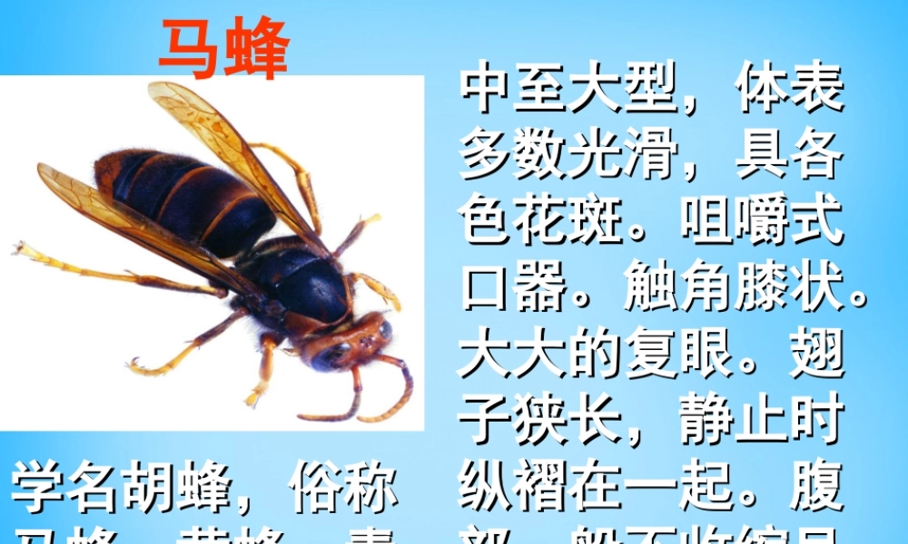 秋五年级语文上册《捅马蜂窝节选》课件1 沪教版-沪教版小学五年级上册语文课件