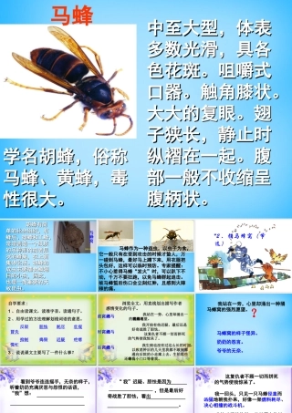 秋五年级语文上册《捅马蜂窝节选》课件1 沪教版-沪教版小学五年级上册语文课件