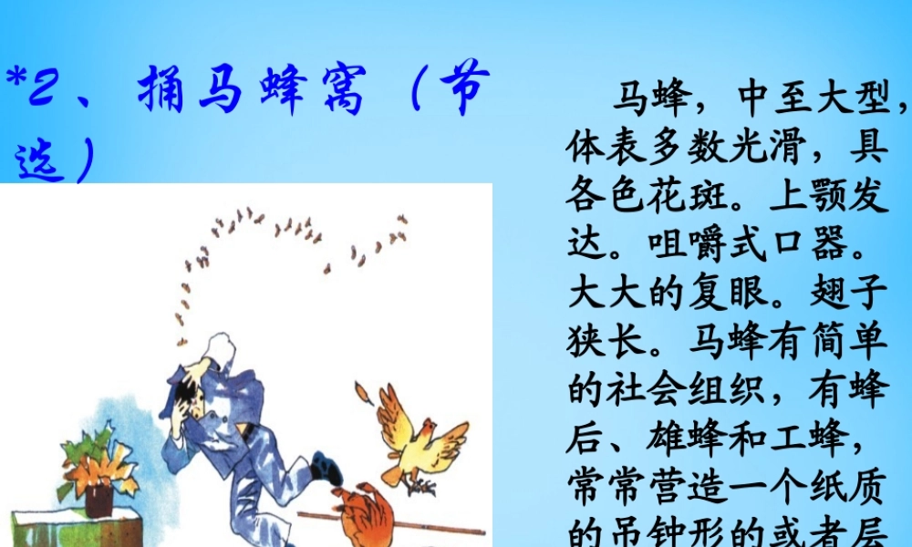 秋五年级语文上册《捅马蜂窝节选》课件2 沪教版-沪教版小学五年级上册语文课件