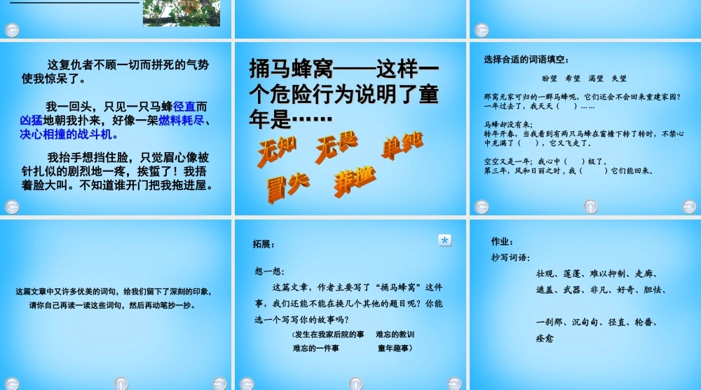 秋五年级语文上册《捅马蜂窝节选》课件2 沪教版-沪教版小学五年级上册语文课件