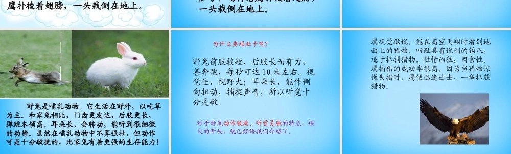 秋二年级语文上册《野兔》课件1 沪教版-沪教版小学二年级上册语文课件