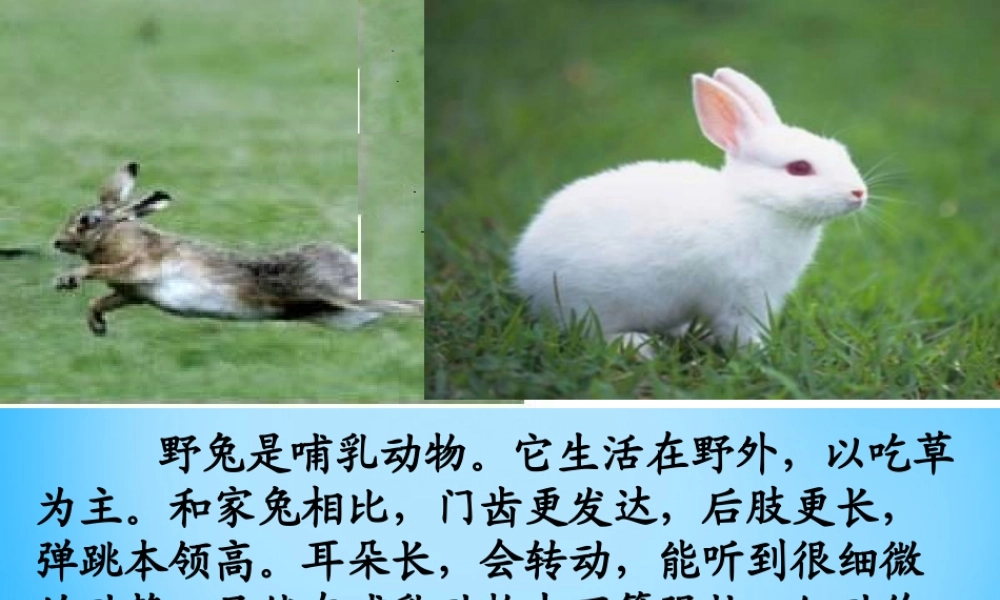 秋二年级语文上册《野兔》课件2 沪教版-沪教版小学二年级上册语文课件