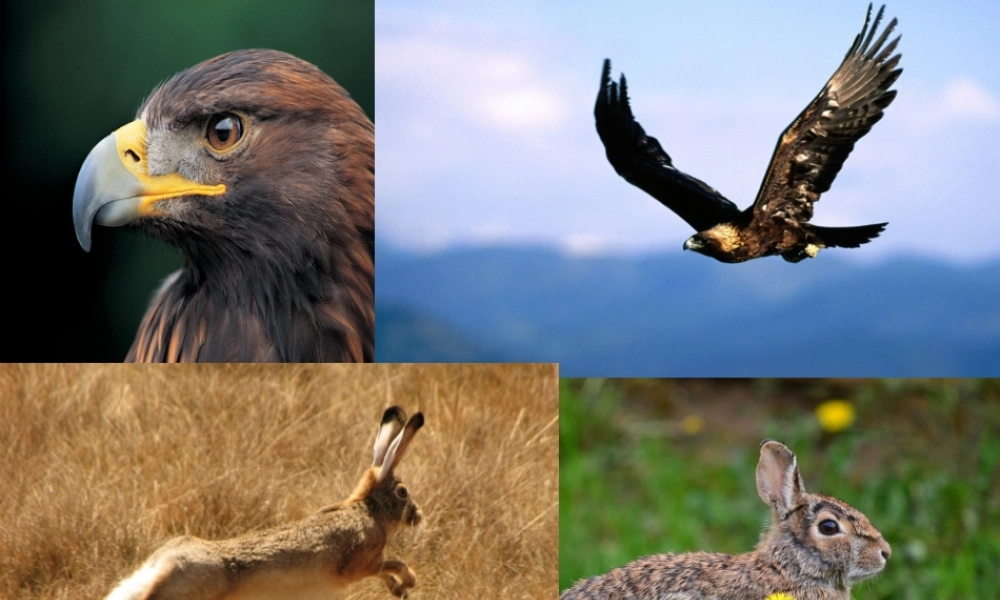 秋二年级语文上册《野兔》课件3 沪教版-沪教版小学二年级上册语文课件