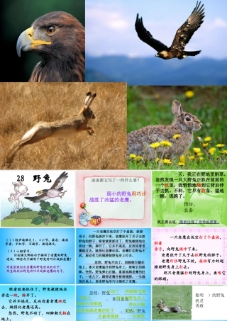 秋二年级语文上册《野兔》课件3 沪教版-沪教版小学二年级上册语文课件