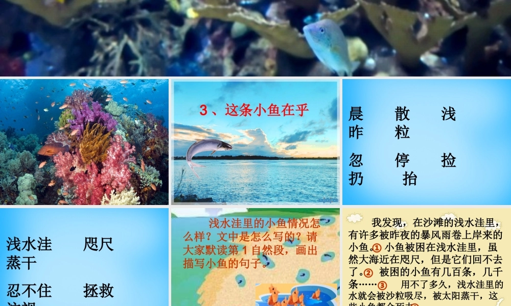 秋二年级语文上册《这条小鱼在乎》课件1 沪教版-沪教版小学二年级上册语文课件