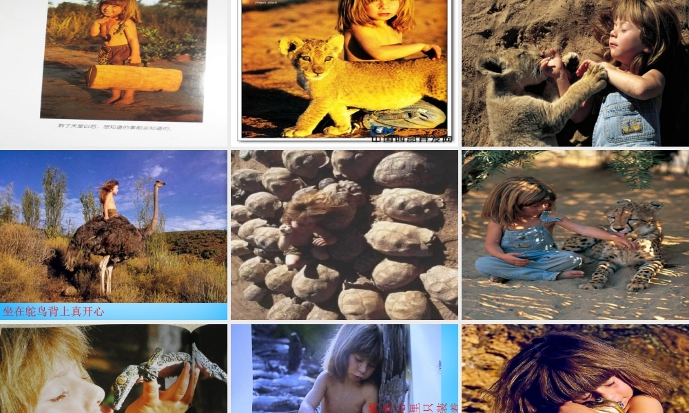 秋五年级语文上册《我的野生动物朋友》课件2 沪教版-沪教版小学五年级上册语文课件