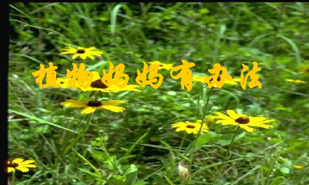秋二年级语文上册《植物妈妈有办法》课件4 冀教版-冀教版小学二年级上册语文课件
