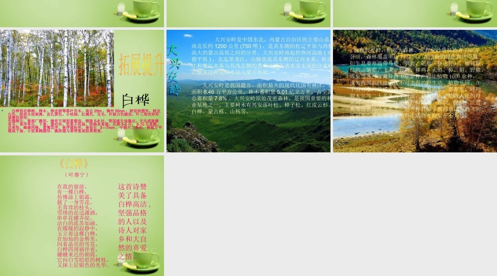 秋六年级语文上册《白桦林的低语》课件3 北师大版-北师大版小学六年级上册语文课件