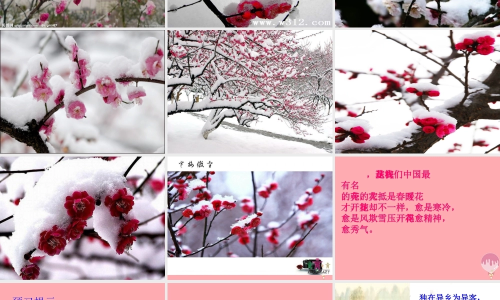 秋五年级语文上册 第6课 梅花魂课件2 新人教版-新人教版小学五年级上册语文课件