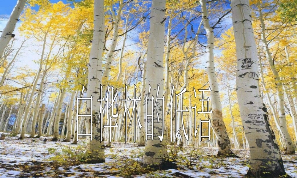 秋六年级语文上册《白桦林的低语》课件4 北师大版-北师大版小学六年级上册语文课件